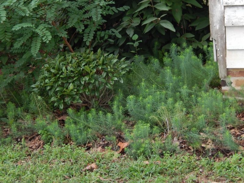 Native Plants. Click for full size. Native Plants image. Click for full size.