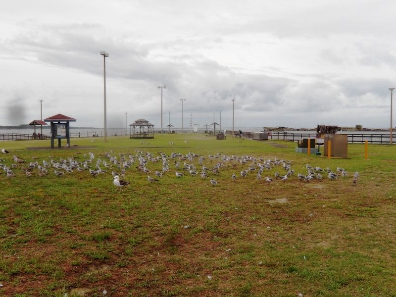Fishing Pier area-Sea gull heaven. Click for full size. Fishing Pier area-Sea gull heaven image. Click for full size.
