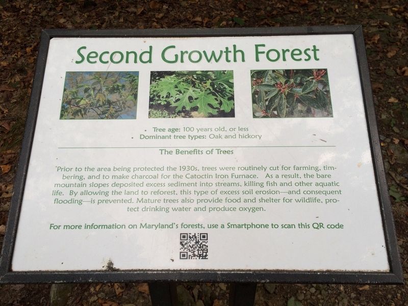 Second Growth Forest Marker image. Click for full size.