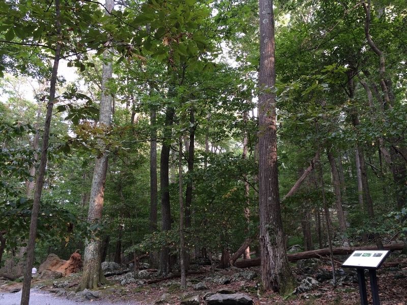 Second Growth Forest Marker. Click for full size. Second Growth Forest Marker image. Click for full size.