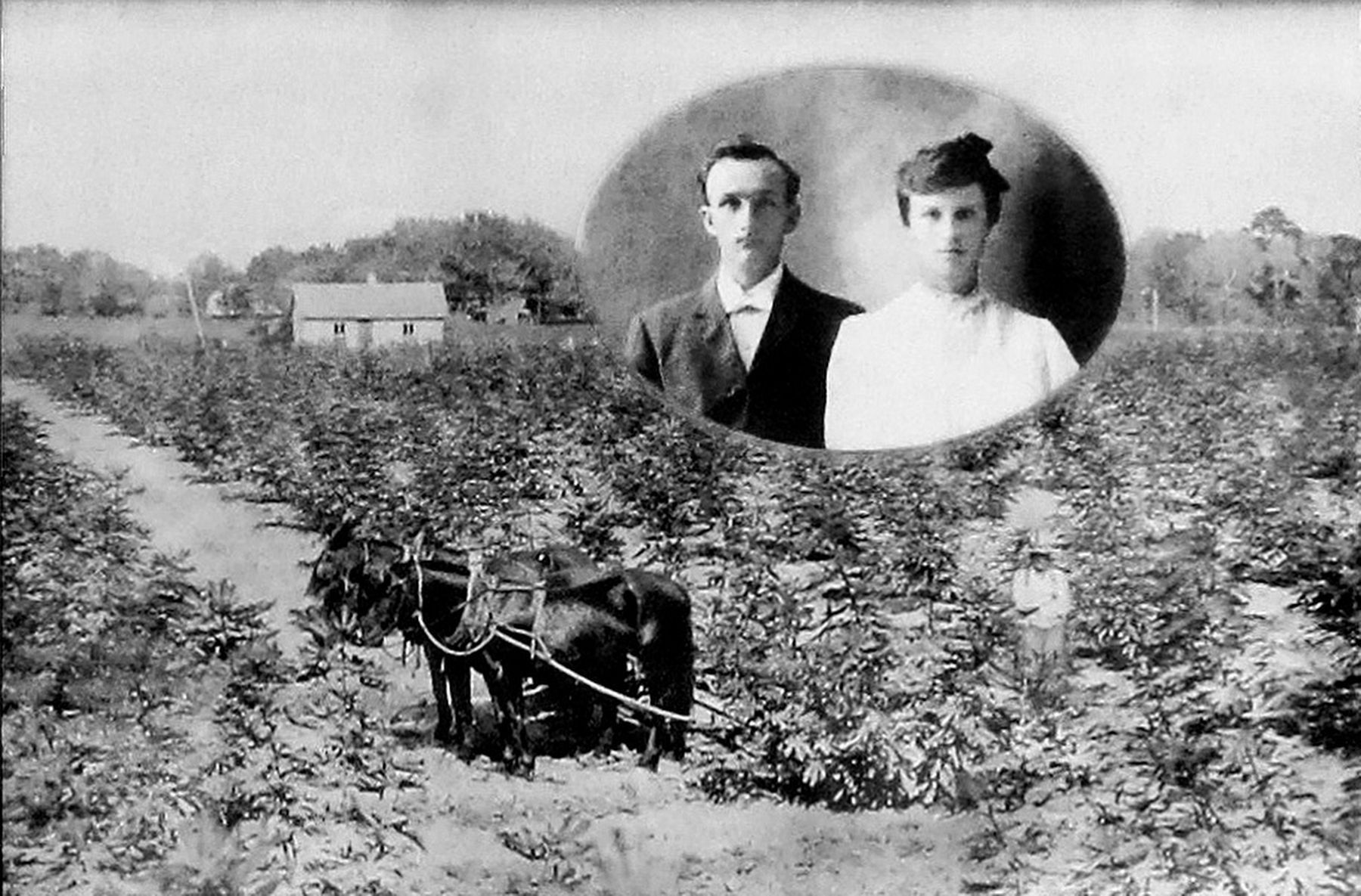 Copied from the Main Street Fig Orchards Marker image. Click for full size.