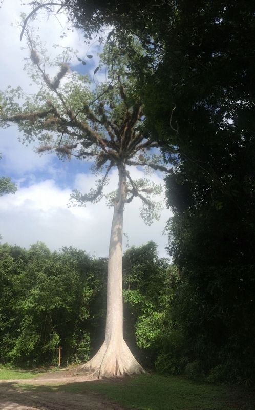 A giant ceiba tree at Tikal National Park. image. Click for full size.