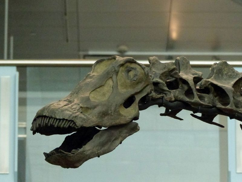 Diplodocus carnegii skeleton inside the Carnegie Museum image. Click for full size.