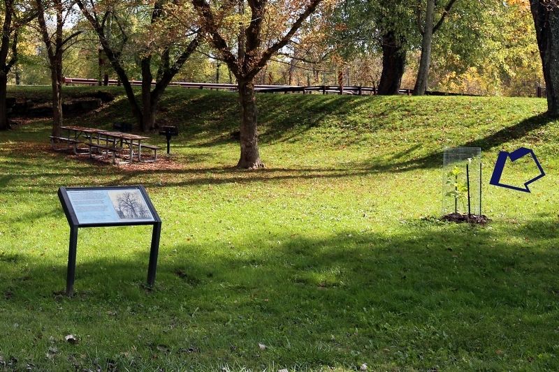 Maryland�s Liberty Tree (at arrow) and Marker image. Click for full size.