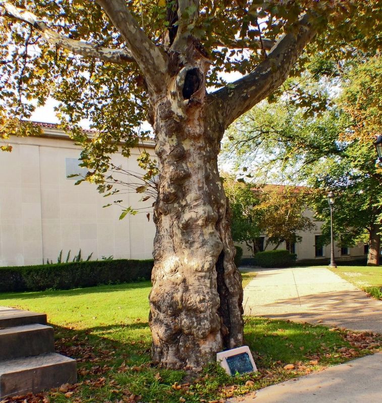Wives' Tree image. Click for full size.