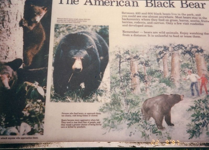The American Black Bear Marker image. Click for full size.