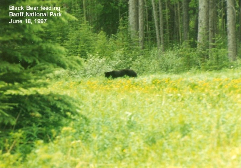 Bear feeding in Banff National Park image. Click for full size.