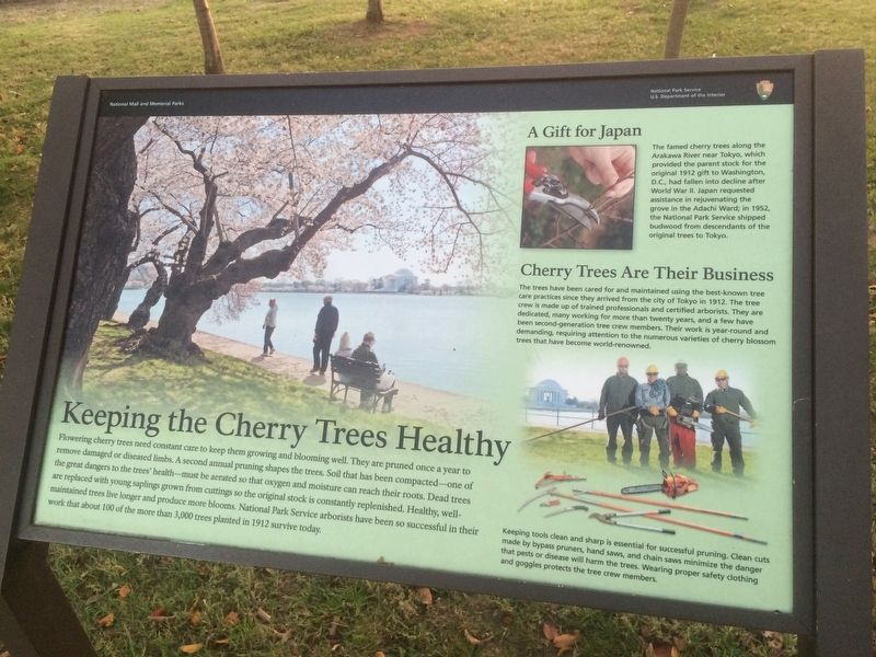Keeping the Cherry Trees Healthy Marker. Click for full size. Keeping the Cherry Trees Healthy Marker image. Click for full size.