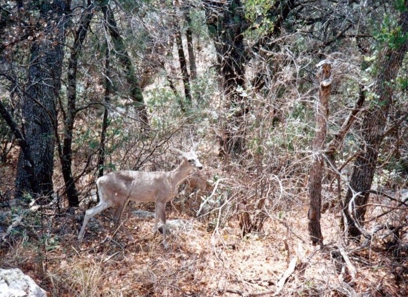 The Chiricahua Mountains-Deer in the Park image. Click for full size.