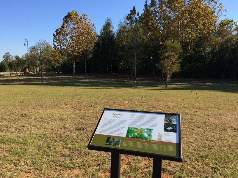 Native trees and marker at the Bagdad Mill Site. image. Click for full size.