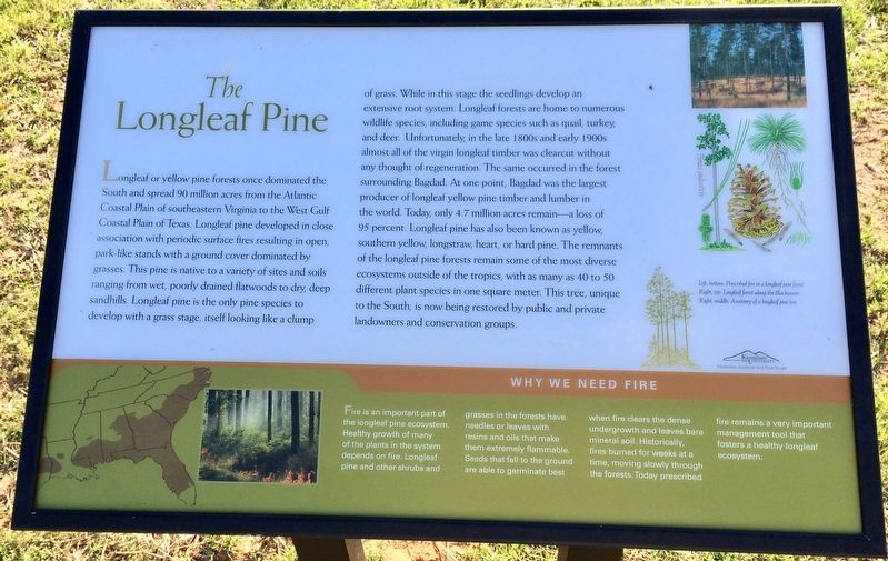 The Longleaf Pine Marker image. Click for full size.