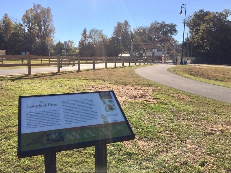 The Longleaf Pine Marker near entrance to park. image. Click for full size.