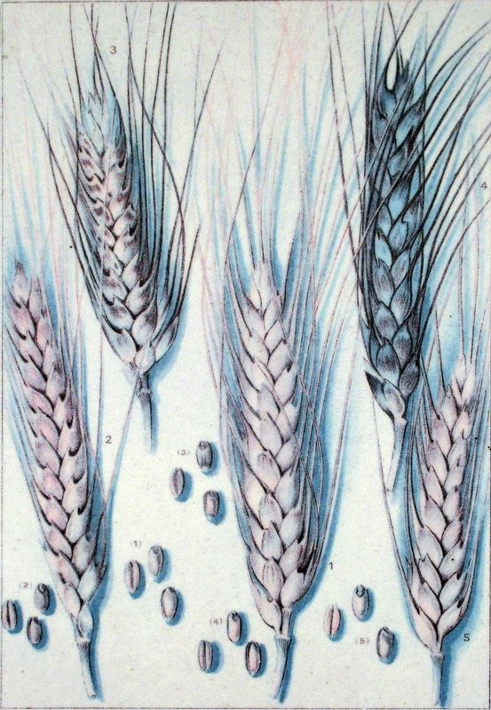 Wheat. Click for full size. Wheat image. Click for full size.