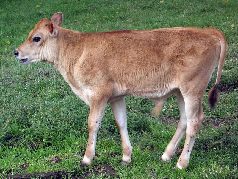 Calf image. Click for full size.