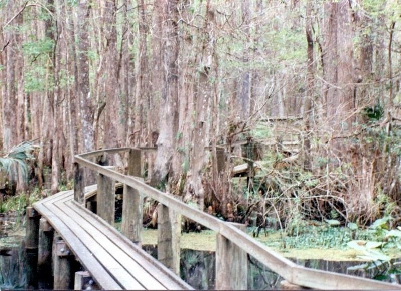 The Cypress Swamp image. Click for full size.