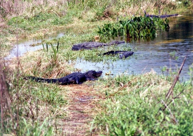 The Cypress Swamp-Alligators. Click for full size. The Cypress Swamp-Alligators image. Click for full size.