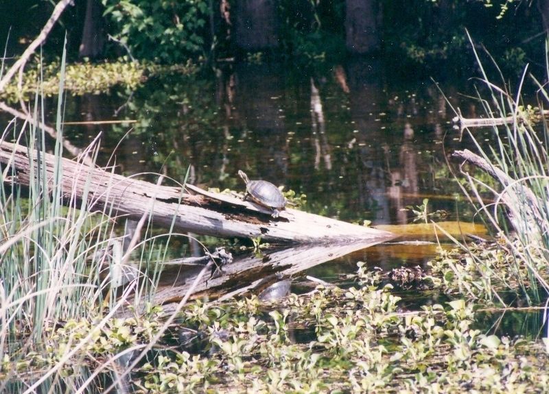 The Cypress Swamp-Turtle on a log. Click for full size. The Cypress Swamp-Turtle on a log image. Click for full size.