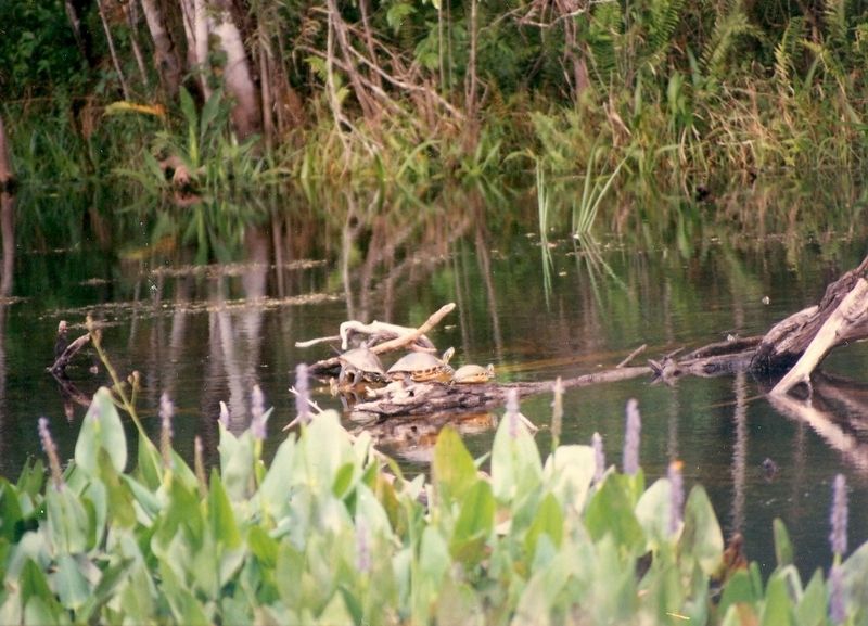The Cypress Swamp-Three Turtles. Click for full size. The Cypress Swamp-Three Turtles image. Click for full size.