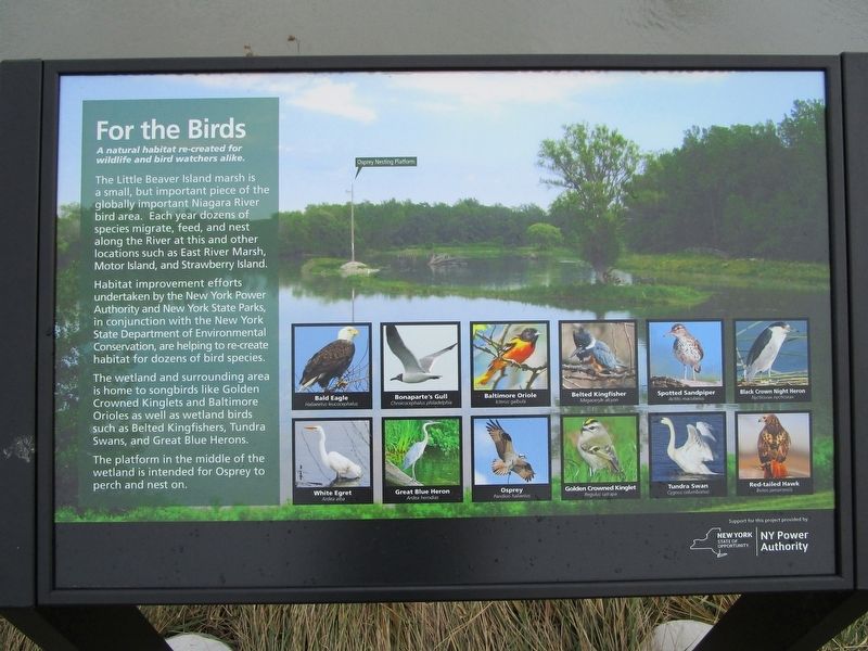 For the Birds Marker image. Click for full size.