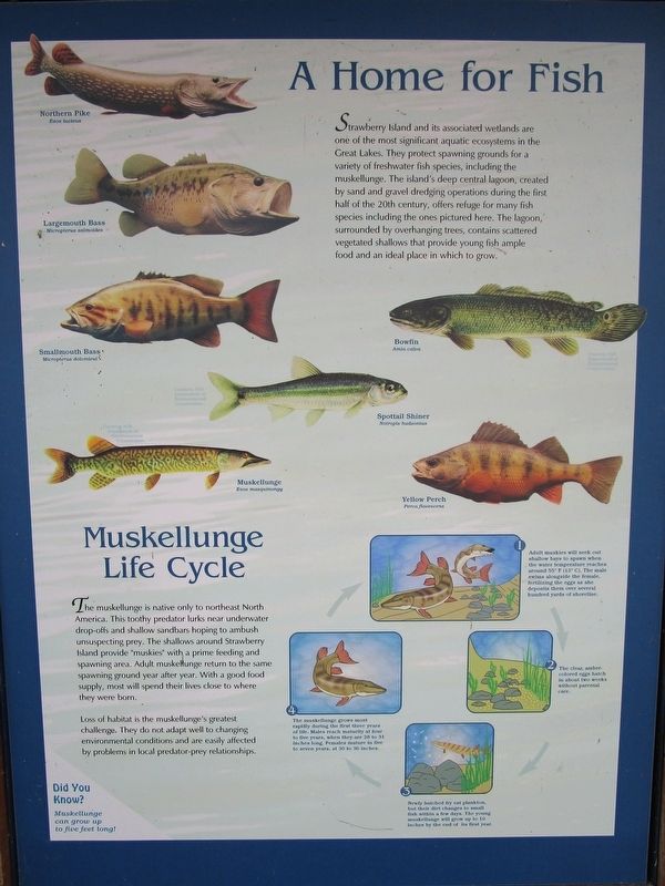 A Home for Fish Marker. Click for full size. A Home for Fish Marker image. Click for full size.