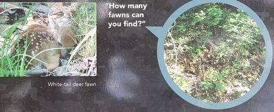 Close up of white-tail deer fawn pictures on the marker.. Click for full size. Close up of white-tail deer fawn pictures on the marker. image. Click for full size.