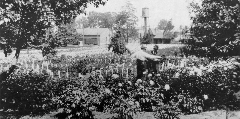 Edward Schwartz in his Peony Garden c. 1918. image. Click for full size.