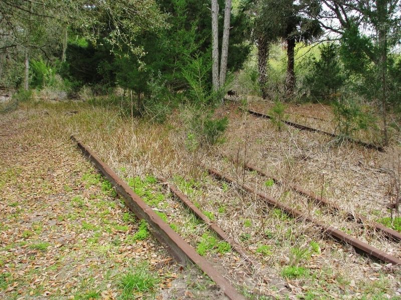 Lehigh Trail: Overgrown Track & Rail Remnants image. Click for full size.