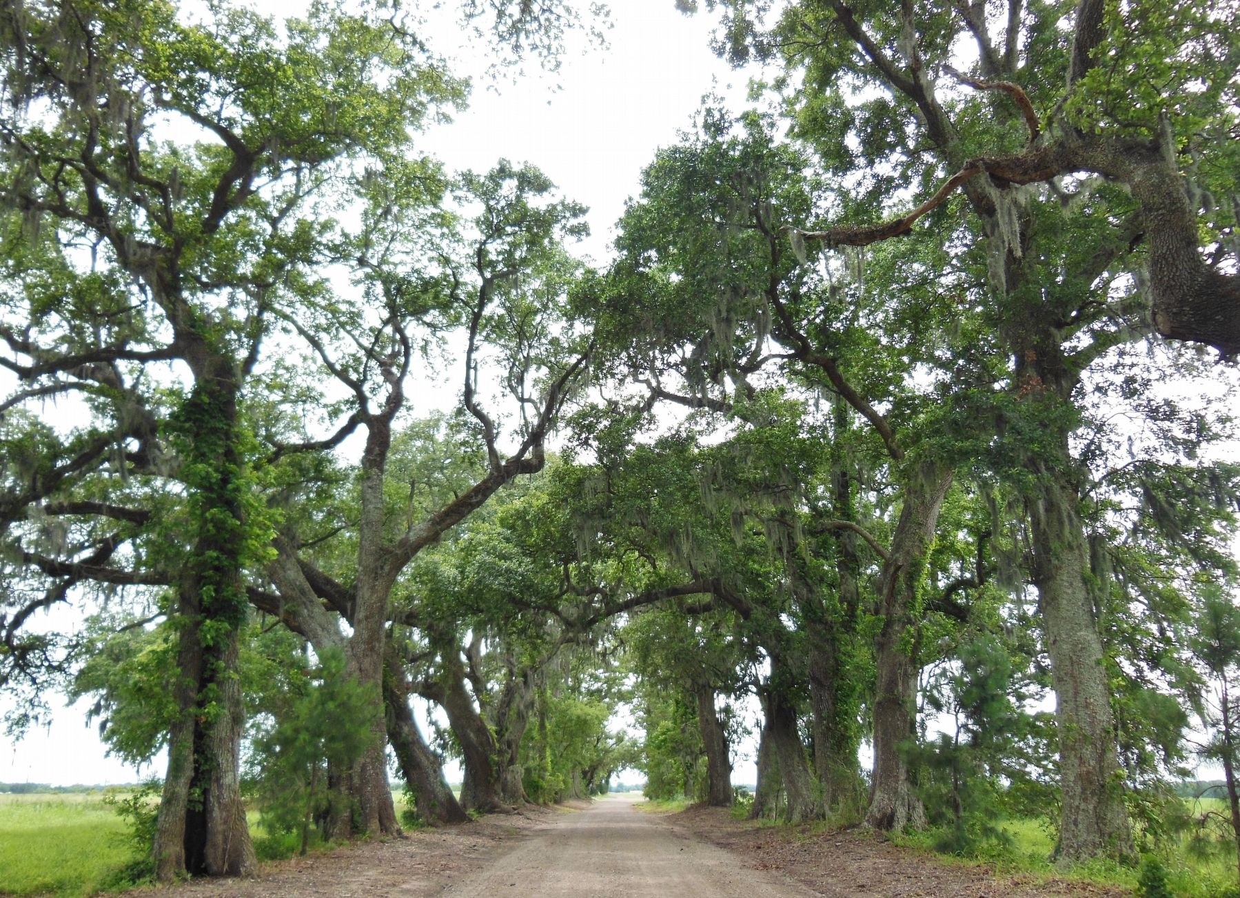 Oak and Pine Alley. Click for full size. Oak and Pine Alley image. Click for full size.