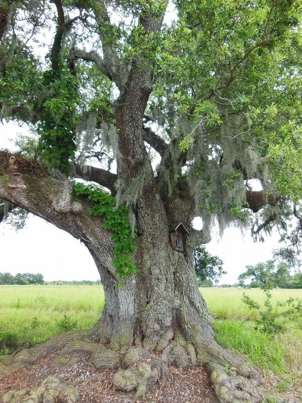 Typical giant oak tree found along the alley. Click for full size. Typical giant oak tree found along the alley image. Click for full size.