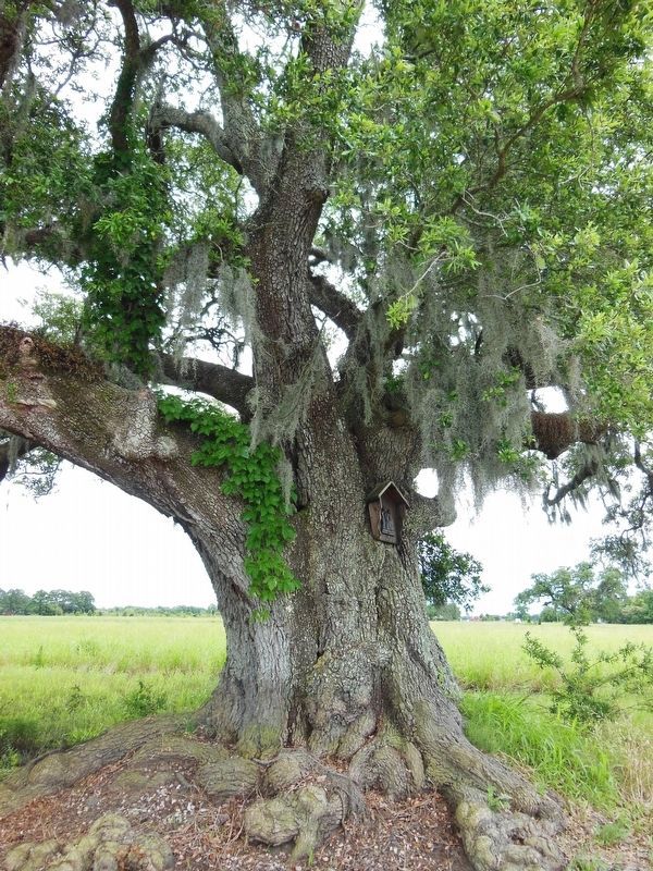 Typical giant oak tree found along the alley image. Click for full size.