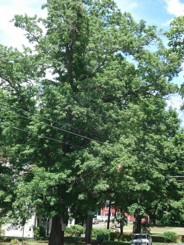 Constitution Oak in Simsbury. image. Click for full size.
