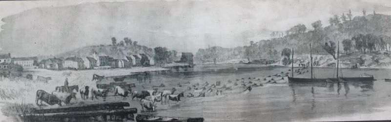 Cattle herd swimming river image. Click for full size.