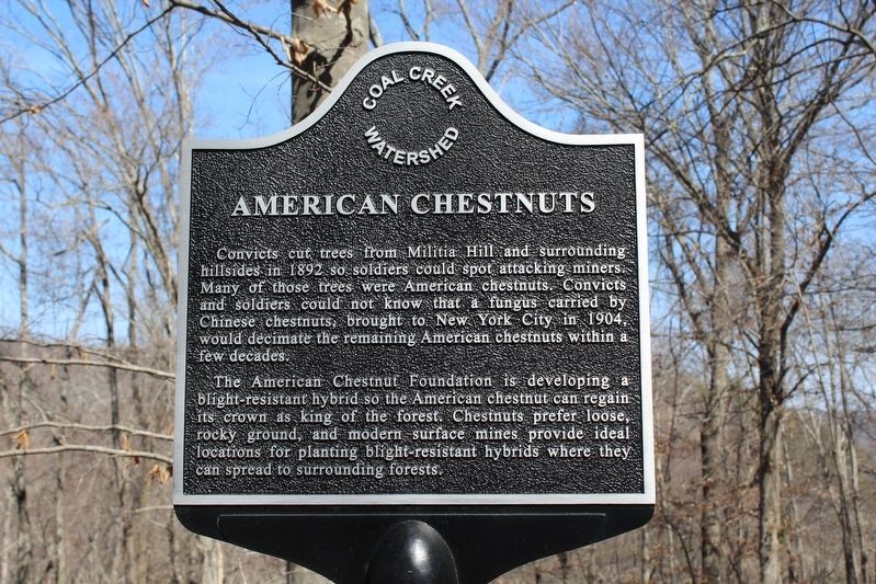 American Chestnuts Marker. Click for full size. American Chestnuts Marker image. Click for full size.