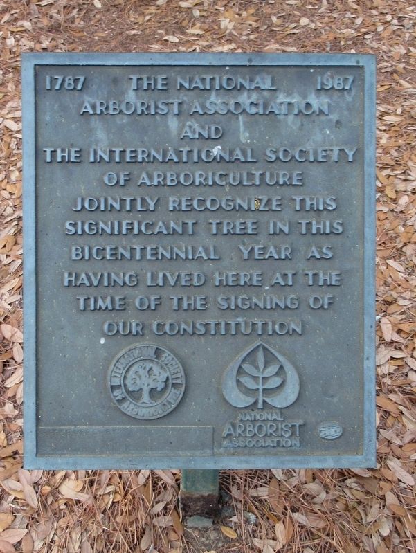 The Big Oak Marker. Click for full size. The Big Oak Marker image. Click for full size.