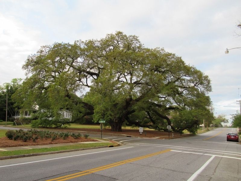 The Big Oak Tree. Click for full size. The Big Oak Tree image. Click for full size.