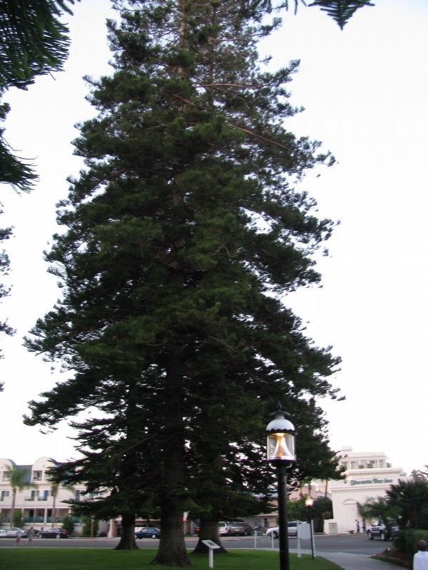 Christmas Tree and Marker image. Click for full size.