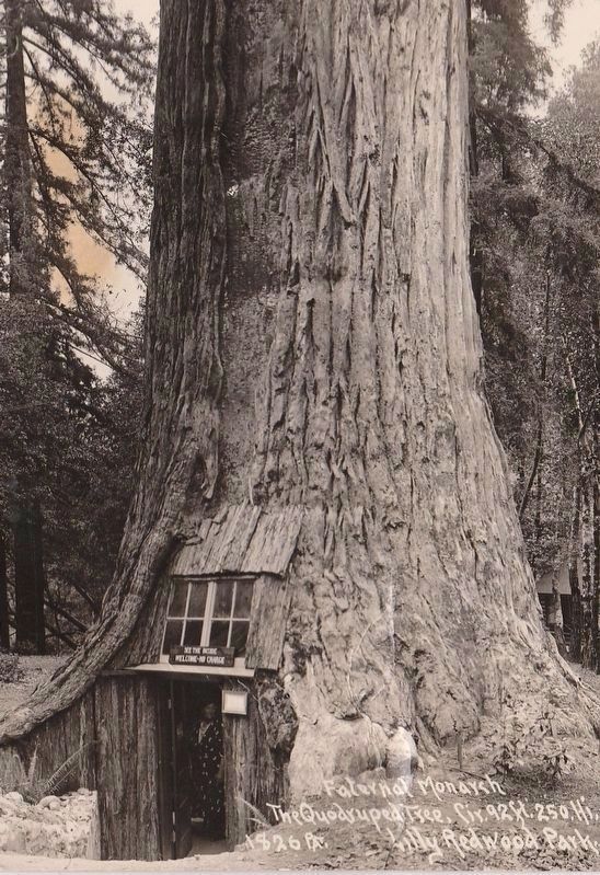 Vintage Postcard View of the Tree House image. Click for full size.