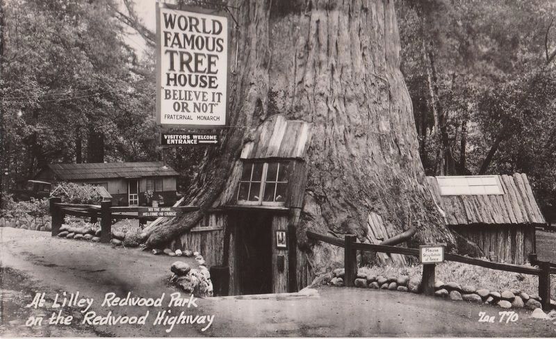 Vintage Postcard View of the Tree House image. Click for full size.