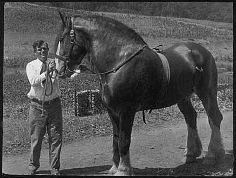 Jack London and one of his beloved stallions image. Click for full size.