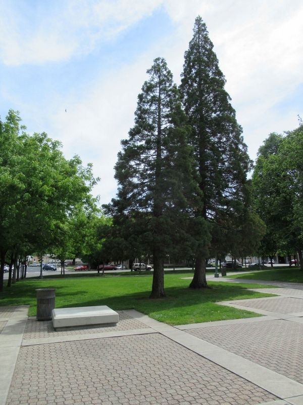 Stockton Women Veterans Tree. Click for full size. Stockton Women Veterans Tree image. Click for full size.