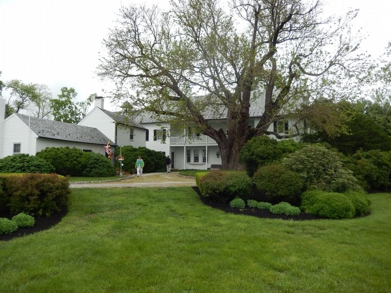 Black Mulberry tree at rear of house.. Click for full size. Black Mulberry tree at rear of house. image. Click for full size.
