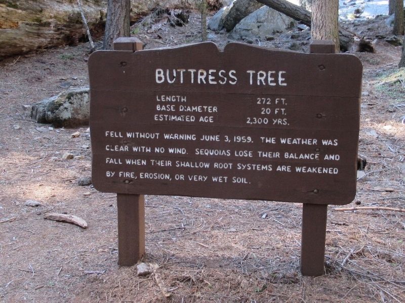 Buttress Tree Marker image. Click for full size.