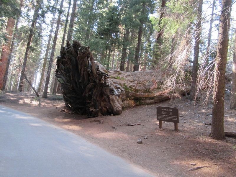 Buttress Tree and Marker image. Click for full size.