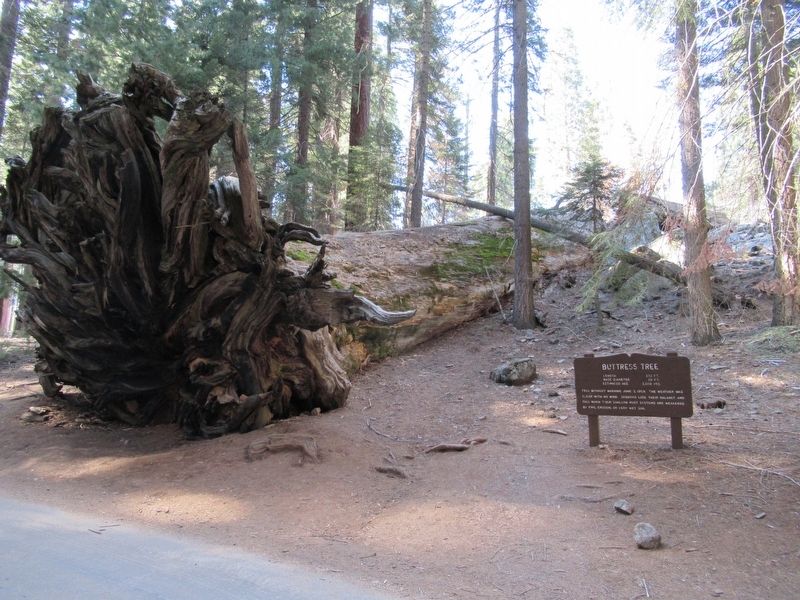 Buttress Tree and Marker image. Click for full size.