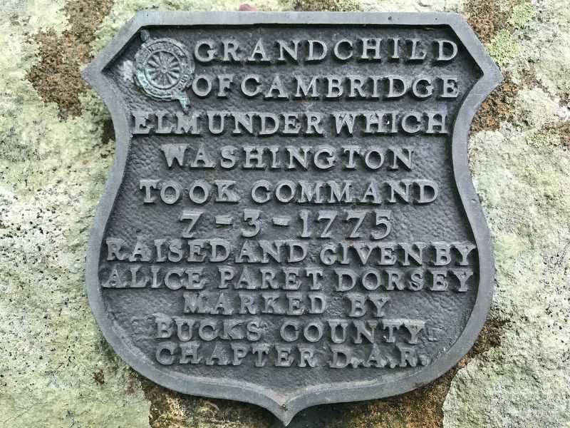 Grandchild of Cambridge Elm Marker image. Click for full size.