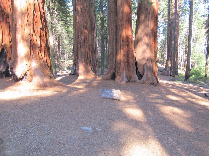 The Parker group of Sequoias image. Click for full size.