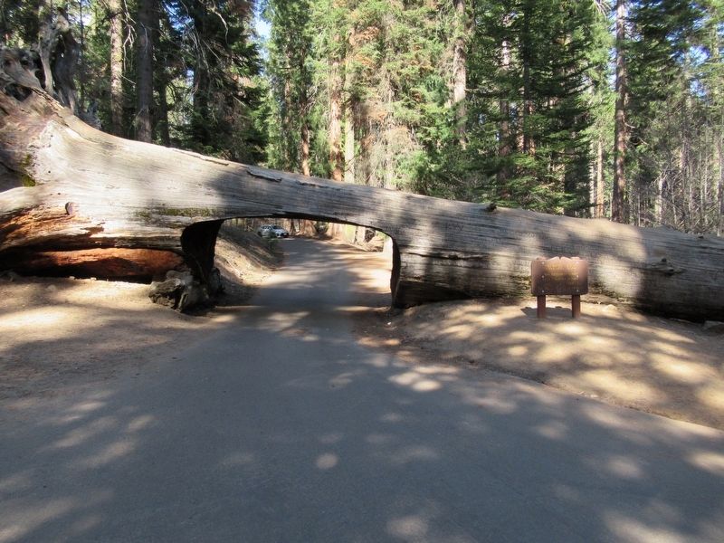 The Tunnel Log. Click for full size. The Tunnel Log image. Click for full size.