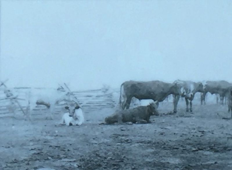 Cattle in Virginia. Click for full size. Cattle in Virginia image. Click for full size.
