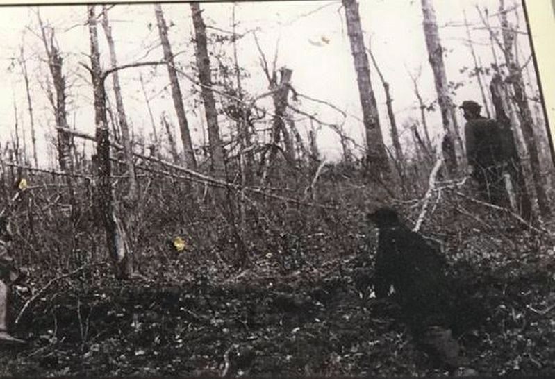 Trees Shattered by Artillery Shells, Virginia image. Click for full size.