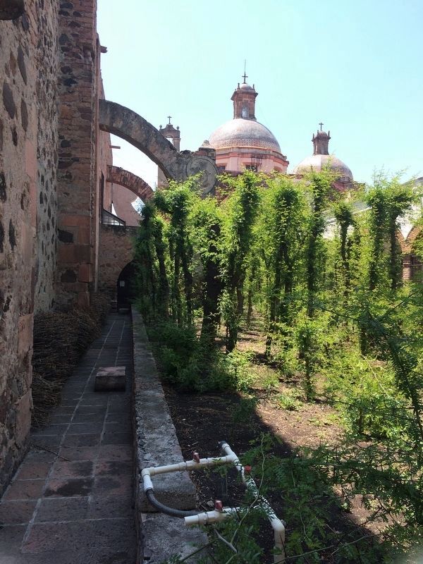 The garden where the "spines of the cross" are grown at the convent. image. Click for full size.